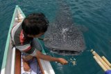 Seorang nelayan memberi makan seekor hiu paus (Rhyncodon typus) di lokasi obyek wisata perairan Desa Botubarani, Kabupaten Bone Bolango, Gorontalo, Senin (7/5/2018). Setelah beberapa bulan tidak terlihat, dua ekor hiu paus kembali mendatangi wilayah itu sejak Kamis (3/5/2018). (ANTARA FOTO/Adiwinata Solihin) 