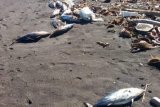 Ratusan ikan cakalang mati di pantai Minahasa Tenggara