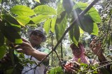 Ketua Himpunan Kerukunan Petani Indonesia (HKTI) yang juga sebagai Kepala Staf Kepresidenan Moeldoko (kiri) bersama petani memetik kopi Gunung Puntang di Desa Campaka Mulya, Kecamatan Cimaung, Kabupaten Bandung, Jawa Barat, Selasa (29/5). Dalam kunjungan kerjanya, Moeldoko tertarik dengan potensi kopi Puntang yang menjadi salah satu kopi terbaik di dunia dan juga memeriksa salah satu program pemerintah pusat terkait redistribusi lahan atau aset yang sudah tertuang dalam reformasi agraria salah satunya perhutanan sosial. ANTARA JABAR/M Agung Rajasa/agr/18