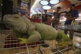 Pengunjung melihat satwa Iguana saat ngabuburit bersama pecinta satwa di Surabaya, Jawa Timur, Selasa (29/5). Kegiatan yang diikuti puluhan pecinta satwa tersebut selain sebagai ajang silaturahmi juga untuk mengedukasi masyarakat tentang satwa sembari menunggu datangnya waktu berbuka puasa. Antara jatim/Moch Asim/zk/18