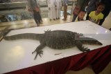 Pengunjung melihat Biawak saat ngabuburit bersama pecinta satwa di Surabaya, Jawa Timur, Selasa (29/5). Kegiatan yang diikuti puluhan pecinta satwa tersebut selain sebagai ajang silaturahmi juga untuk mengedukasi masyarakat tentang satwa sembari menunggu datangnya waktu berbuka puasa. Antara jatim/Moch Asim/zk/18