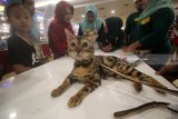 Pengunjung melihat kucing Bengal saat ngabuburit bersama pecinta satwa di Surabaya, Jawa Timur, Selasa (29/5). Kegiatan yang diikuti puluhan pecinta satwa tersebut selain sebagai ajang silaturahmi juga untuk mengedukasi masyarakat tentang satwa sembari menunggu datangnya waktu berbuka puasa. Antara Jatim/Moch Asim/zk/18