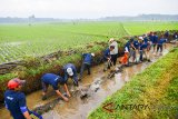 Warga bergotong royong membangun saluran irigasi untuk mengairi lahan pesawahan di Desa Tanjungsari, Kabupaten Tasikmalaya, Jawa Barat, Sabtu (12/5). PT Pupuk Indonesia mendorong program Padat Karya Tunai (PKT) yang disalurkan khususnya pada perbaikan dan pembangunan sarana dan prasarana pendukung pertanian serta pendayagunaan sumber daya alam berbasis pemberdayaan masyarakat di pedesaan, sebagai bentuk nyata untuk mewujudkan ketahanan pangan nasional, dengan melibatkan 400 warga dari empat dusun. ANTARA JABAR/Adeng Bustomi/agr/18