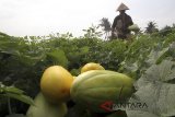 Petani saat memanen buah timun suri dilahan pertanian kawasan Pondok Rajeg, Bogor, Jawa Barat, Rabu (16/5). Sejumlah petani padi di kawasan tersebut beralih menanam timun suri karena permintaan timun suri yang meningkat pesat di bulan Ramadan, dan timun suri tersebut dijual Rp 5.000 perkilogram. ANTARA JABAR/Yulius Satria Wijaya/agr/18.
