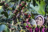 Petani memanen buah kopi arabika saat panen raya di Desa Cipada, Cikalong Wetan, Kabupaten Bandung Barat, Jawa Barat, Jumat (18/5). Petani mengatakan target produksi kopi arabika pada musim panen tahun ini naik hingga 80 persen atau 100 ton dibandingkan dengan tahun lalu yang hanya mampu memproduksi 20 ton kopi. ANTARA JABAR/Raisan Al Farisi/agr/18