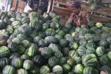 Pedagang menata blewah yang didatangkan dari Banyuwangi untuk dijual lagi dengan harga Rp4500 per kilogram di gudang buah, Pasar Gadang, Malang, Jawa Timur, Rabu (16/5). Pedagang buah setempat  memanfatkan momentum awal bulan Ramadan dengan menambah stok blewah dari 4 ton menjadi 6 ton agar bisa meraup keuntungan sebanyak-banyaknya. Antara Jatim/Ari Bowo Sucipto/zk/18.