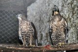 Dua ekor burung Elang Jawa (Nisaetus Bartelsi) berjenis kelamin jantan dan betina bertengger di kandang penjodohan dalam proses penangkaran di Taman Safari Indonesia (TSI), Cisarua, Kabupaten Bogor, Jawa Barat, Rabu (9/5). TSI fokus dalam program konservasi Elang Jawa yang ditetapkan sebagai maskot satwa langka Indonesia dengan menambah fasilitas untuk perawatan Elang Jawa sekaligus meningkatkan kegiatan penelitian dan pengembangan (Litbang) di bidang pengembangbiakkan. ANTARA JABAR/Arif Firmansyah/agr/18