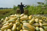 Petani memanen timun suri di areal persawahan kawasan Tulangan, Sidoarjo, Jawa Timur, Senin (21/5). Permintaan timun suri selama Ramadan meningkat hingga 100 persen dibandingkan hari biasa dan dijual dengan harga Rp8.000 per kilogram. Antara Jatim/Umarul Faruq/zk/18