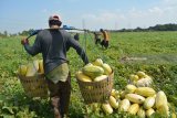 Petani memanen timun suri di areal persawahan kawasan Tulangan, Sidoarjo, Jawa Timur, Senin (21/5). Permintaan timun suri selama Ramadan meningkat hingga 100 persen dibandingkan hari biasa dan dijual dengan harga Rp8.000 per kilogram. Antara Jatim/Umarul Faruq/zk/18