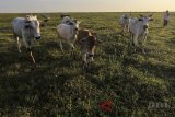 Peternak menggembala sapi di lahan tebu milih PG Rajawali yang terbengkalai di desa Jatisura, Indramayu, Jawa Barat, Senin (7/5). Kementerian Pertanian menargetkan populasi sapi nasional mencapai 33 juta ekor pada 2022, atau dua kali lipat lebih banyak dibandingkan populasi sapi pada 2017 yang mencapai 16.5 juta ekor. ANTARA JABAR/Dedhez Anggara/agr/18.