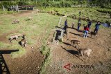 Wisatawan memberi makan rusa (Cervidae) di Penangkaran Rusa Ranca Upas, Ciwidey, Kabupaten Bandung, Jawa Barat, Sabtu (26/5). Petugas penangkaran mengatakan populasi rusa di penangkaran tersebut sejak awal 2018 mengalami penyusutan sebanyak tiga ekor atau hanya tinggal 27 ekor yang diakibatkan keracunan limbah plastik. ANTARA JABAR/Raisan Al Farisi/agr/18