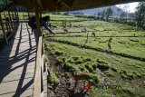 Wisatawan memberi makan rusa (Cervidae) di Penangkaran Rusa Ranca Upas, Ciwidey, Kabupaten Bandung, Jawa Barat, Sabtu (26/5). Petugas penangkaran mengatakan populasi rusa di penangkaran tersebut sejak awal 2018 mengalami penyusutan sebanyak tiga ekor atau hanya tinggal 27 ekor yang diakibatkan keracunan limbah plastik. ANTARA JABAR/Raisan Al Farisi/agr/18