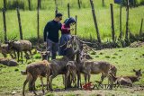 Wisatawan memberi makan rusa (Cervidae) di Penangkaran Rusa Ranca Upas, Ciwidey, Kabupaten Bandung, Jawa Barat, Sabtu (26/5). Petugas penangkaran mengatakan populasi rusa di penangkaran tersebut sejak awal 2018 mengalami penyusutan sebanyak tiga ekor atau hanya tinggal 27 ekor yang diakibatkan keracunan limbah plastik. ANTARA JABAR/Raisan Al Farisi/agr/18