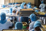 Pekerja menyelesaikan pembuatan kue kering di pabrik Ina Cookies, Bandung, Jawa Barat, Senin (28/5). Industri kue kering yang telah mengekspor ke Malaysia dan Singapura tersebut menargetkan selama bulan Ramadan ini akan memproduksi sebanyak 540 ribu toples kue yang dijual dari harga Rp 40 ribu hingga Rp 210 ribu. ANTARA JABAR/M Agung Rajasa/agr/18
