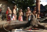 Para Balian (dukun) mengelilingi kurban berupa kerbau yang hendak dipersembahkan untuk para arwah leluhur pada prosesi Ritual Adat Balian Bawo di halaman rumah warga di Barong Tongkok, Kabupaten Kutai Barat, Kalimantan Timur, Selasa (22/5). Ritual adat Balian Bawo tersebut bertujuan untuk menyembuhkan penyakit seseorang, menolak bala penyakit dan membayar nazar. ANTARA FOTO/Sugeng Hendratno/jhw/18