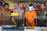 Kapolres Jember AKBP Kusworo Wibowo (kedua kiri) bersama Polhut BKSDA Wilayah III Jember Deny Margiono (kanan) menunjukkan tersangka beserta barang bukti saat jumpa pers perdagangan satwa dilindungi di halaman Mapolres Jember, Jawa Timur, Minggu (6/4). Petugas gabungan Polres Jember dan BKSDA Wilayah III Jember menangkap pelaku penjualan Lutung Jawa dengan tersangka berinisial SF melalui daring di Jember. Antara Jatim/Zumrotun Solichah/mas/18.
