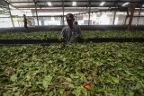 Pekerja mengolah teh hitam di Pabrik Pengolahan PT Perkebunan Nusantara (PTPN) VIII di Sukawana, Kabupaten Bandung Barat, Jawa Barat, Jumat (11/5). PTPN VIII menargetkan produksi teh hitam pada tahun ini sebesar 5 hingga 7 ton perhari dan penjualan sebanyak Rp 300 juta per bulan serta nilai investasi sebesar Rp 5 miliar. ANTARA JABAR/Raisan Al Farisi/agr/18