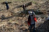 Petani memanen tebu untuk dikirim ke pabrik gula di kawasan Wonoayu, Sidoarjo, Jawa Timur, Minggu (27/5). PT Perkebunan Nusantara (PTPN) X menargetkan produksi gula tahun 2018 sebesar 397.341 ton. Antara Jatim/Umarul Faruq/zk/18