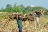 Petani memanen tebu untuk dikirim ke pabrik gula di kawasan Wonoayu, Sidoarjo, Jawa Timur, Minggu (27/5). PT Perkebunan Nusantara (PTPN) X menargetkan produksi gula tahun 2018 sebesar 397.341 ton. Antara Jatim/Umarul Faruq/zk/18