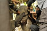 Pengobatan anak gajah terkena jerat