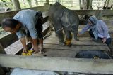 Tim dokter hewan Balai Konservasi Sumber Daya Alam (BKSDA) Aceh memberikan obat penyembuh luka pada seekor anak gajah Sumatra (Elephas maximus sumatranus) betina di Pusat Konservasi Gajah (PKG) Saree, Aceh Besar, Aceh, Senin (7/5). Kondisi luka akibat jerat pemburu pada kaki kiri depan anak gajah sumatra liar yang diperkirakan berumur 15-18 bulan temuan penduduk di Desa Pucok, Geumpang, Kabupaten Pidie, pada 2 Mei lalu itu mulai membaik. ANTARA FOTO/Irwansyah Putra/kye/18.