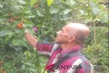 Syahdini, petani dari desa Kalibaru Kecamatan Batu Benawa Kabupaten Hulu Sungai Tengah (HST), Kalsel sukses membudidayakan tumbuhan langka kacang Amazone (Butter Nut). Masyarakat yang berminat membeli bibit kacang langka tersebut bisa datang ke alamat jalan Penas Tani IV RT 2 RW I desa Kalibaru Kecaatan Batu Benawa Kabupaten HST dan bisa juga melakukan pengiriman ke seluruh pelosok Indonesia dengan menghubungi WA 081348636537. Foto:Antaranews Kalsel/f