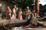 Para Balian (dukun) mengelilingi kurban berupa kerbau yang hendak dipersembahkan untuk para arwah leluhur pada prosesi Ritual Adat Balian Bawo di halaman rumah warga di Barong Tongkok, Kabupaten Kutai Barat, Kalimantan Timur, Selasa (22/5). Ritual adat Balian Bawo tersebut bertujuan untuk menyembuhkan penyakit seseorang, menolak bala penyakit dan membayar nazar. ANTARA FOTO/Sugeng Hendratno/wdy/2018.