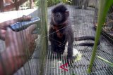 Jurnalis mengambil gambar Lutung Jawa (Trachypithecus auratus) di konservasi satwa di Bali Zoo Gianyar, Bali, Rabu (23/5). BKSDA Provinsi Bali menyita 1 ekor Kijang, 1 ekor Lutung Jawa, 1 ekor Kucing Hutan dan 2 ekor Landak dari seseorang di kawasan Karangasem, Bali, pada Selasa (22/5) karena diduga melakukan jual beli ilegal serta tidak dilengkapi dokumen asal usul satwa. ANTARA FOTO/Wira Suryantala/wdy/2018.