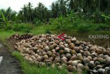 Petani Kotim galau harga kelapa anjlok