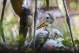 Bayi Bangau Tong Tong (Leptoptilos javanicus) berusia 33 hari mendapat perawatan dari induknya di Kebun Binatang Bandung, Jawa Barat, Kamis (28/6). Kebun Binatang Bandung menambah dua koleksi Bangau Tong Tong yang merupakan endemik di Jawa, Sumatera, Kalimantan serta India dan termasuk dalam fauna kategori konservasi Vulnereable atau rentan kepunahan. ANTARA JABAR/Novrian Arbi/agr/18
