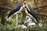 Bayi Bangau Tong Tong (Leptoptilos javanicus) berusia 33 hari mendapat perawatan dari induknya di Kebun Binatang Bandung, Jawa Barat, Kamis (28/6). Kebun Binatang Bandung menambah dua koleksi Bangau Tong Tong yang merupakan endemik di Jawa, Sumatera, Kalimantan serta India dan termasuk dalam fauna kategori konservasi Vulnereable atau rentan kepunahan. ANTARA JABAR/Novrian Arbi/agr/18
