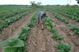 Petani merawat tanaman tembakau di Pademawu, Pamekasan, Jawa Timur, Kamis (28/6). Pemerintah menetapkan Break Event Point (BEP) tembakau Pamekasan pada musim tahun ini sebesar Rp39.931 per kg naik dibanding tahun 2017 yang mencapai Rp34.978 per kg. Antara Jatim/Saiful Bahri/zk/18