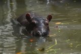 Bayi Kuda Nil (Hippothamus amphibius) yang lahir pada Minggu (3/6) berenang di dalam kolam di Kebun Binatang Surabaya, Jawa Timur, Senin (11/6). Dengan lahirnya bayi tersebut menambah koleksi Kuda Nil di kebun binatang itu menjadi enam ekor. Antara Jatim/Zabur Karuru/18