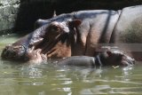 Bayi Kuda Nil (Hippothamus amphibius) yang lahir pada Minggu (3/6) berenang di dalam kolam di Kebun Binatang Surabaya, Jawa Timur, Senin (11/6). Dengan lahirnya bayi tersebut menambah koleksi Kuda Nil di kebun binatang itu menjadi enam ekor. Antara Jatim/Zabur Karuru/18