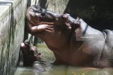 Bayi Kuda Nil (Hippothamus amphibius) yang lahir pada Minggu (3/6) berenang di dalam kolam di Kebun Binatang Surabaya, Jawa Timur, Senin (11/6). Dengan lahirnya bayi tersebut menambah koleksi Kuda Nil di kebun binatang itu menjadi enam ekor. Antara Jatim/Zabur Karuru/18