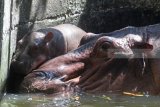 Bayi Kuda Nil (Hippothamus amphibius) yang lahir pada Minggu (3/6) berenang di dalam kolam di Kebun Binatang Surabaya, Jawa Timur, Senin (11/6). Dengan lahirnya bayi tersebut menambah koleksi Kuda Nil di kebun binatang itu menjadi enam ekor. Antara Jatim/Zabur Karuru/18