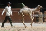 Petugas bermain dengan bayi Unta Punuk Satu (Camelus Dromedarius) yang lahir pada Kamis (9/5) dan diberi nama Sarina di Kebun Binatang Surabaya, Jawa Timur, Senin (11/6). Dengan lahirnya bayi unta yang berjenis kelamin betina tersebut menambah koleksi unta di kebun binatang itu menjadi delapan ekor yakni dua jantan dan enam betina . Antara Jatim/Zabur Karuru/18