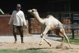 Petugas bermain dengan bayi Unta Punuk Satu (Camelus Dromedarius) yang lahir pada Kamis (9/5) dan diberi nama Sarina di Kebun Binatang Surabaya, Jawa Timur, Senin (11/6). Dengan lahirnya bayi unta yang berjenis kelamin betina tersebut menambah koleksi unta di kebun binatang itu menjadi delapan ekor yakni dua jantan dan enam betina . Antara Jatim/Zabur Karuru/18
