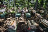 Petugas memeriksa kotak yang berisikan lebah madu (Apis) di tempat pembudidayaan lebah madu, Kampung Pasir Ipis, Dago Pakar, Kabupaten Bandung, Jawa Barat, Sabtu (30/6). Dalam sekali panen, satu kotak lebah tersebut dapat menghasilkan tiga kilogram madu yang dijual Rp 250 ribu per setengah liter dan didistribusikan ke berbagai daerah di Jawa Barat. ANTARA JABAR/Raisan Al Farisi/agr/18