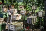Petugas memeriksa kotak yang berisikan lebah madu (Apis) di tempat pembudidayaan lebah madu, Kampung Pasir Ipis, Dago Pakar, Kabupaten Bandung, Jawa Barat, Sabtu (30/6). Dalam sekali panen, satu kotak lebah tersebut dapat menghasilkan tiga kilogram madu yang dijual Rp 250 ribu per setengah liter dan didistribusikan ke berbagai daerah di Jawa Barat. ANTARA JABAR/Raisan Al Farisi/agr/18