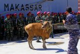 Prajurit membawa sapi pemberian dari Kepala Staf Angkatan Laut (KASAL) Laksamana TNI Siwi Sukma Adji di Pelabuhan Umum Kota Jayapura, Papua, Minggu (10/6). Satgas RIMPAC 2018 mendapatkan pemberian bantuan enam ekor sapi, masing-masing empat ekor sapi dari KASAL, satu ekor sapi dari Pangdam XVII Cendrawasih dan satu ekor dari Panglima Koarmada III Sorong, Laksda TNI ING Ariawan, S.E, M.M untuk menambah perbekalan selama berlayar menuju Hawaii guna mengikuti latihan perang multilateral Rim Of The Pacific. Antara jatim/Budi Candra Setya/zk/18.