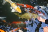 Pengunjung memberi makan dan bermain dengan ikan koi di Taman Botani Sukorambi, Jember, Jawa Timur, Sabtu (2/6). Pengunjung taman ikan koi tersebut bisa rekreasi sambil belajar budidaya ikan koi, mulai dari induk ikan, proses pemijahan, bibit ikan koi hingga pemasaran. Antara Jatim/Seno/zk/18. 