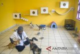 Dokter hewan bermain dan merawat kucing di Cat House, Rumah Sakit Hewan Pendidikan (RSHP), Fakultas Kedokteran Hewan, Kampus IPB Dramaga, Kabupaten Bogor, Jawa Barat, Senin (11/6). RSHP IPB yang memiliki fasilitas lengkap dan rujukan sejumlah klinik hewan tersebut menjelang Lebaran menerima penitipan hewan sebanyak 25 ekor anjing dan 20 ekor kucing dari berbagai wilayah di Jabodetabek dengan tarif Rp70.000 hingga Rp110.000 per hari tergantung berat badan. ANTARA JABAR/Arif Firmansyah/agr/18.