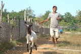 Pemilik memacu kambing kerapan saat dilakukan uji coba di Lapangan Kerapan Sapi Desa Mortajih,  Pamekasan, Jawa Timur, Rabu (20/6). Menjelang kerapan kambing se Madura pada pekan pertama bulan Juli, para pegiat mulai menyiapkan kambing kerapannya. Antara Jatim/Saiful Bahri/zk/18
