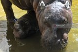 Bayi Kuda Nil Kerdil (Choeropsis liberiensis) yang lahir pada Senin (7/5) berenang di samping induknya di dalam kolam di Kebun Binatang Surabaya, Jawa Timur, Senin (11/6). Dengan lahirnya bayi tersebut menambah koleksi Kuda Nil Kerdil di kebun binatang itu menjadi enam ekor . Antara Jatim/Zabur Karuru/18