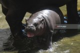 Bayi Kuda Nil Kerdil (Choeropsis liberiensis) yang lahir pada Senin (7/5) berenang di samping induknya di dalam kolam di Kebun Binatang Surabaya, Jawa Timur, Senin (11/6). Dengan lahirnya bayi tersebut menambah koleksi Kuda Nil Kerdil di kebun binatang itu menjadi enam ekor . Antara Jatim/Zabur Karuru/18