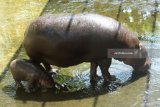 Bayi Kuda Nil Kerdil (Choeropsis liberiensis) yang lahir pada Senin (7/5) berenang di samping induknya di dalam kolam di Kebun Binatang Surabaya, Jawa Timur, Senin (11/6). Dengan lahirnya bayi tersebut menambah koleksi Kuda Nil Kerdil di kebun binatang itu menjadi enam ekor . Antara Jatim/Zabur Karuru/18