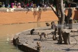 Pengunjung mengamati monyet ekor panjang (long-tailed Macaque) di Kebun Binatang Surabaya, Jawa Timur, Minggu (17/6). Sejumlah pengunjung dari berbagai daerah memanfaatkan libur panjang Lebaran 2018 untuk berkunjung di Kebun Binatang Surabaya (KBS) yang memiliki berbagai jenis satwa tersebut. Antara Jatim/Didik Suhartono/zk/18