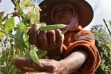 Petani memetik sayur kapri di Sarangan, Kabupaten, Magetan, Jawa Timur, Minggu (24/6). Manurut petani di kawasan lereng Gunung Lawu tersebut harga sayur kapri relatif stabil, yaitu Rp15.000 per kilopgram. Antara Jatim/Foto/Siswowidodo/zk/18