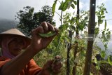 Petani memetik sayur kapri di Sarangan, Kabupaten, Magetan, Jawa Timur, Minggu (24/6). Manurut petani di kawasan lereng Gunung Lawu tersebut harga sayur kapri relatif stabil, yaitu Rp15.000 per kilopgram. Antara Jatim/Foto/Siswowidodo/zk/18